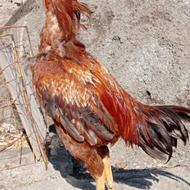 خروس لاری اصل ابرش