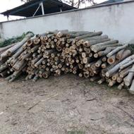 خریدار چوب صنوبر و میوه ای