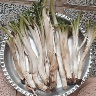 کنگرکوهی تازه
