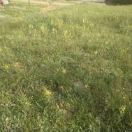 دروگر کراییه ای علف گندم