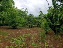 فروش زمین مسکونی 500 متر در شکتا در شیپور