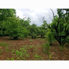 فروش زمین مسکونی 500 متر در شکتا