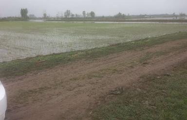 فروش زمین کشاورزی 3500 متری در جویبار روستای کوکنده
