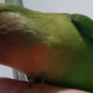 طوطی کوتوله برزیلی