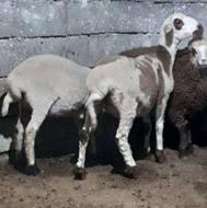 فروش بره ماده