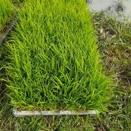 فروش تیم بذر جعبه ای یا سبدی آماده ی نشا