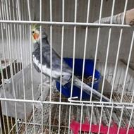پرنده عروس نر
