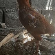 خروس سندی اصیل
