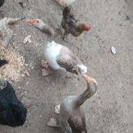 غاز دورگه تخمگذار