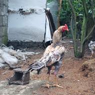 خروس لاری صابونی