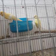 دنیای قناری