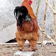 خروس برهما کینگ سایز