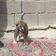 توله سگ سرابی اصل واگذاری