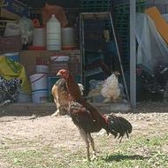مرغ خروس لاری