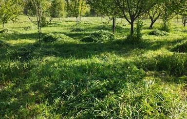 زمین مسطح کشاورزی بعلت نیاز مالی