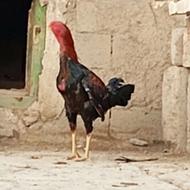خروس لاری ...