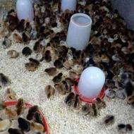 جوجه محلی اصیل هم گذار هم کرچ شو از یک روزه تا 15 روزه