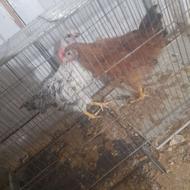 جوجه مرغ و خروس