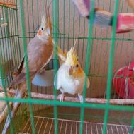 فروش عروس هلندی