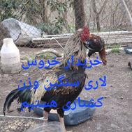 خروس لاری سنگین وزن کشتاری
