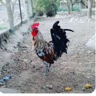 فروش 5 عدد خروس گلین