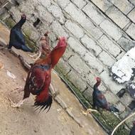 معاوضه خروس لاری