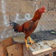 خروس لاری یکساله
