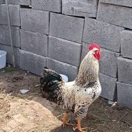 خروس و مرغ محلی