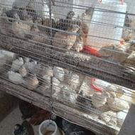 بلدرچین زنده 60 کشتار 65