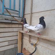 جفت کله سبز قطه بزرگ