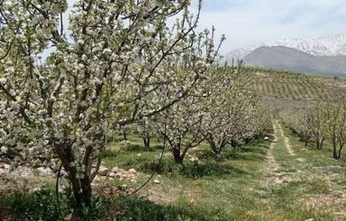 فروش باغ سیب درپادنای علیا