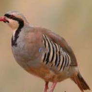 خریدار کبک نر یا ماده