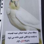 گم شدن عروس هلندی سفید