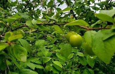 پانصدمتری// داخل بافت/// کوچه دنج شکتا