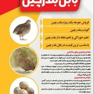 فروش عمده بلدرچین 38روزه
