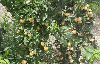 فروش یک باغچه 500 متری در نوده دوم رباط کریم