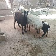 فروش دوعدد میش دورگ ترکی