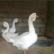 جوجه غاز لیندا