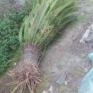 سیکاس آماده ارسال