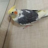 گمشده پرنده گمشده