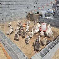 غاز کته محلی و لیندا