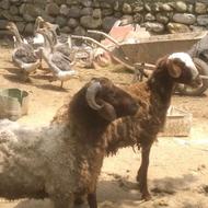 گوسفند نر وماده