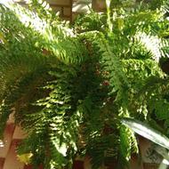 گلهای طبیعی ومصنوعی