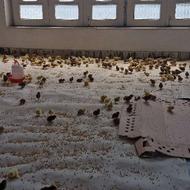 استخدام کارگر برای زنده فروشی پرنده