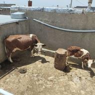 گاو همراه با گوساله