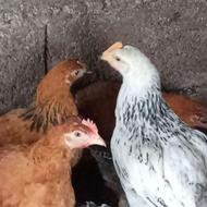 جوجه بالغ گلپایگان تخم گذار