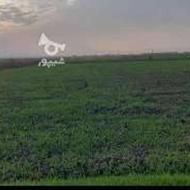 زمین کشاورزی روستای ریحان آباد