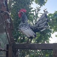 مرغ و خروس سیبرایت