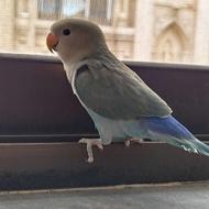 طوطی برزیلی سخنگو رام شده نر
