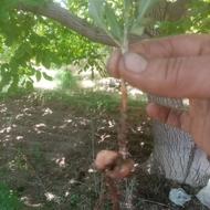 نهال گیلاس سیب بادام گردو و...